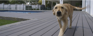 Lovely Dog Playing on Nice Decking