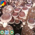 sustrato orgánico shiitake muhiroom