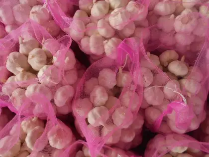 Fresh Garlic to Sri lanka