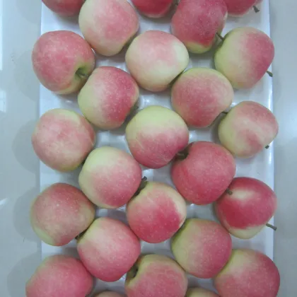China fresh fruit green gala apple fresh gala apple