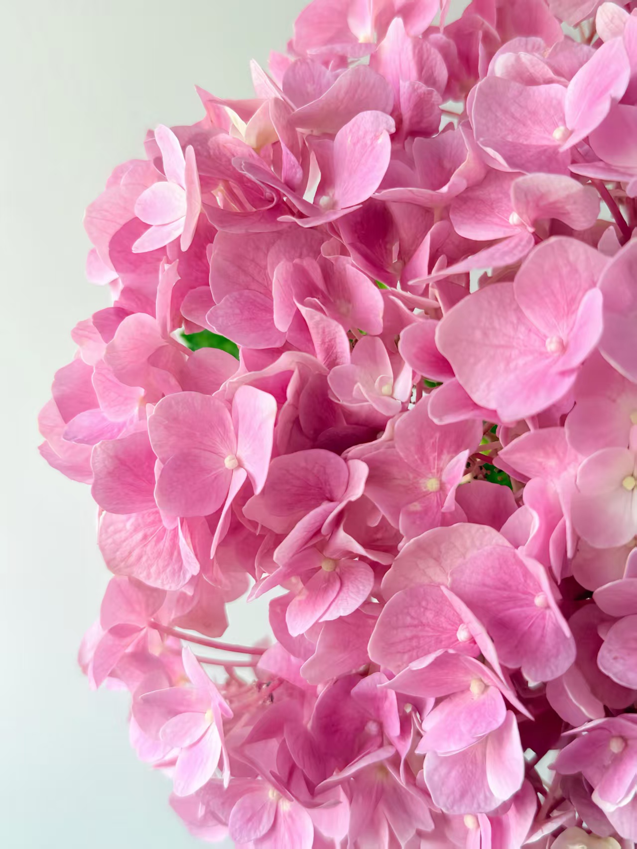 Sea pink single hydrangea