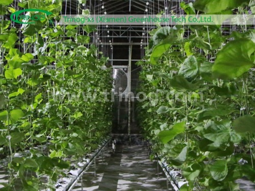 Multi-Span Agricultural Greenhouse for Tomato