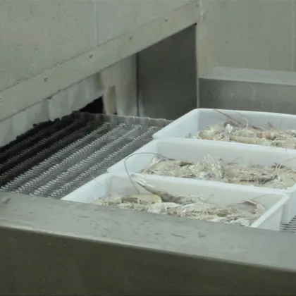 Food Quick Freezing Tunnel Machine