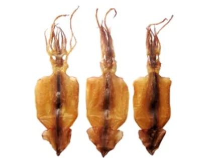 DRIED SQUID SEA OF JAPAN)
