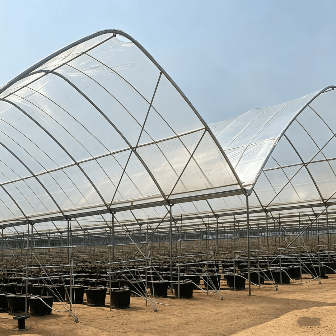 blueberry greenhouse film (8)