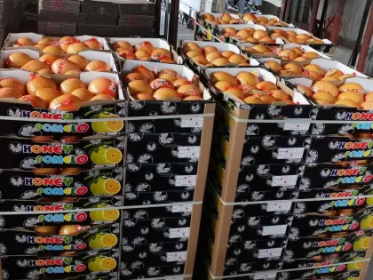 Fresh Pomelo New Crop