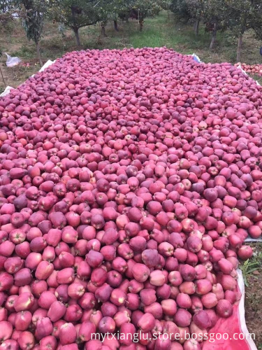 China fresh huaniu apple of Gansu origin Tianhui Huaniu fuji fresh apple