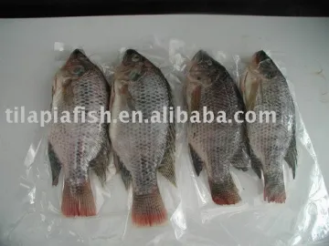Big Frozen tilapia whole round from China Xiamen