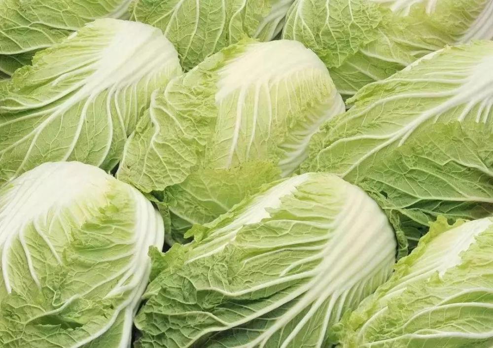 Cabbage1