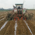 linhas duplas cana-de-açúcar combinam plantador