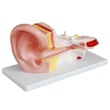 Darhmmy 3x Modèle d'oreille médiane dissective agrandie
