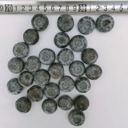High Quality Freeze Dried Blueberry