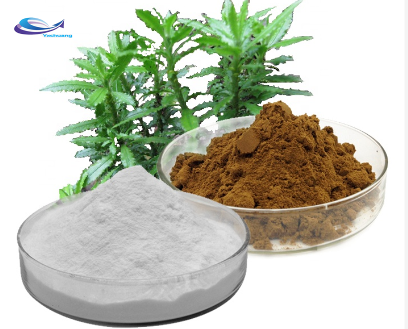 Organic Huperzia Serrata Extract 1% -99% Huperzine A