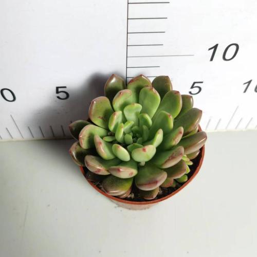 Cotyledon Tomentose Sedeveria indoor living plants Manufactory