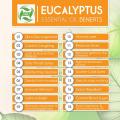 Minyak Pijat OEM Minyak Esensial Eucalyptus Australia