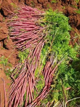 Home Cooking Specialty Purple Jade Carrot