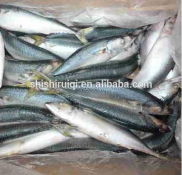 China frozen fish pacific mackerel on sale 400-600g