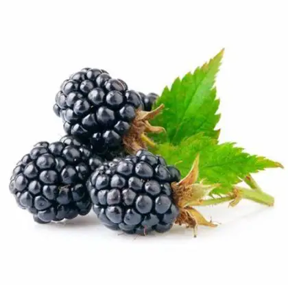 Black Mulberry Extract Anthocyanin