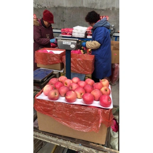 High Level Fruits Fresh Fuji Apples China Manufacturer