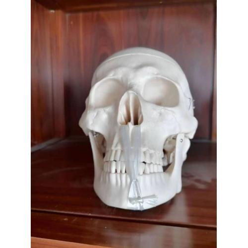 Orthopedic Skills Life-Size Human Skull Model Manufactory