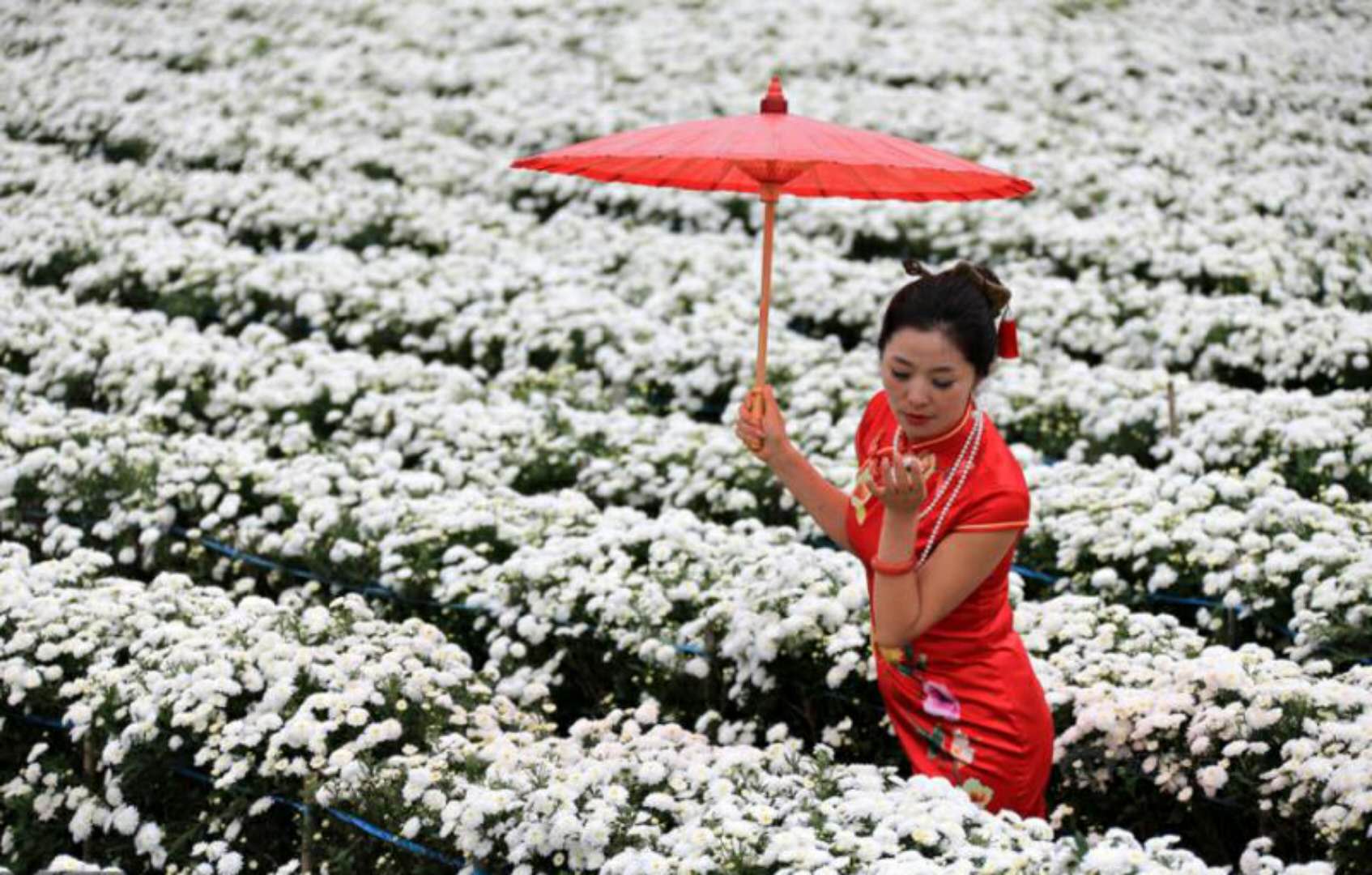 Huangshan tea