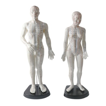 Hochdefinitions Akupunkturmodell mit rotierenden Armen für TCM-Massage, PVC, 48 cm weiblich und 50 cm männlich