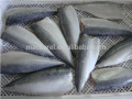 Fish cinese Frozen Pacific Mackerel Filet per supermercato