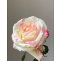 বিবাহের bouquets জন্য সাদা গোলাপী একক মাথার গোলাপ