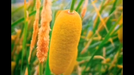 Puhuang Extract (3)