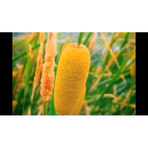Natural Raw Material Puhuang Extract