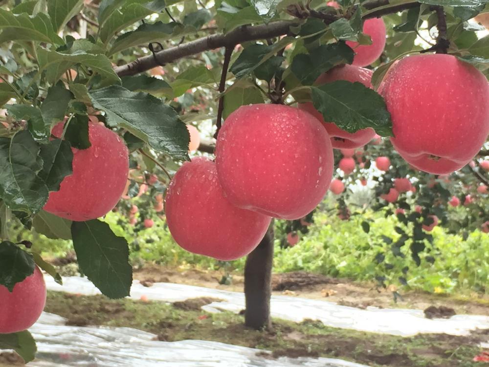 Fuji Apple On Tree