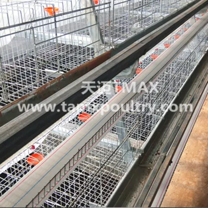 Layer Chicken Cages For Poultry