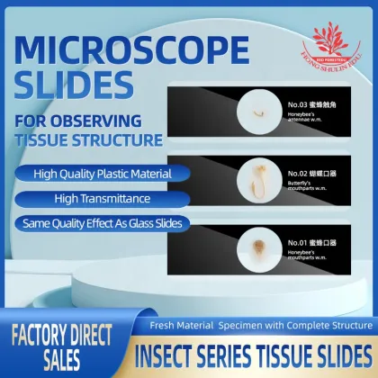Insect Microscope Slides for Science Education and Teaching