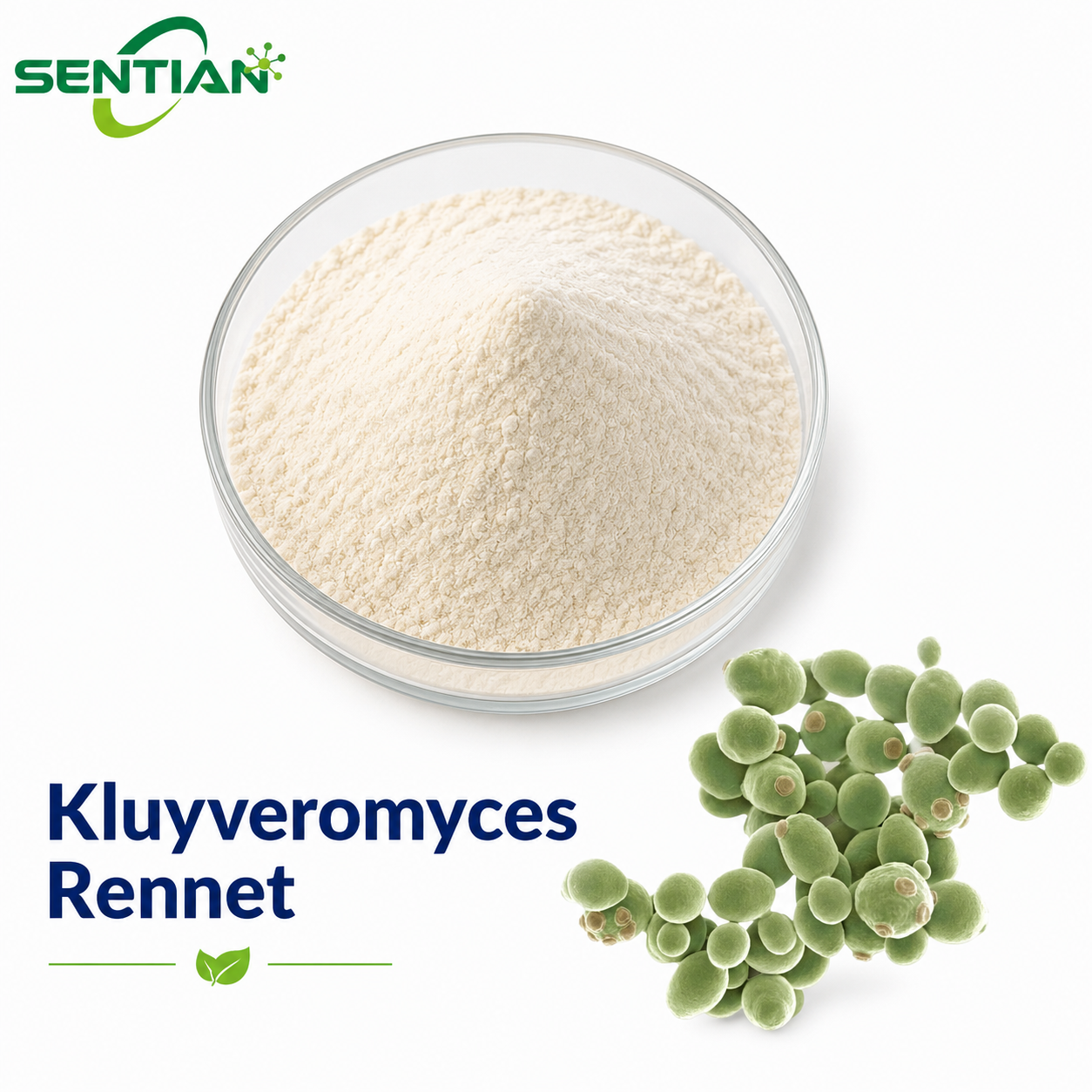 Kluyveromyces Rennet
