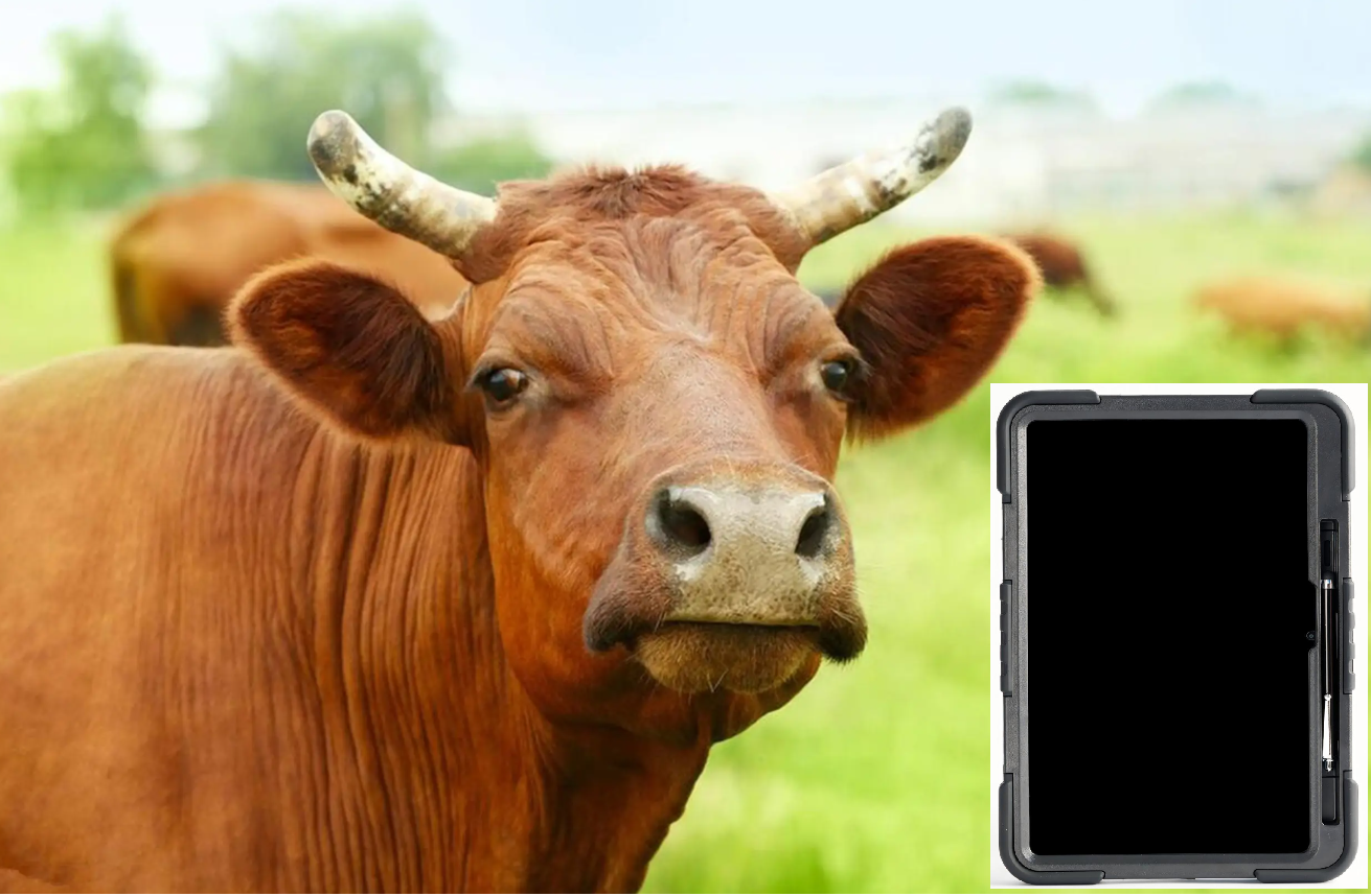 ultrasound machine cattle