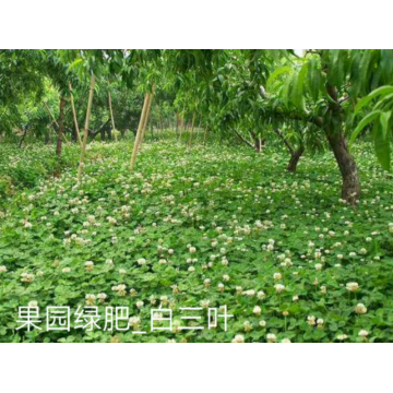 White clover grass seeds cost