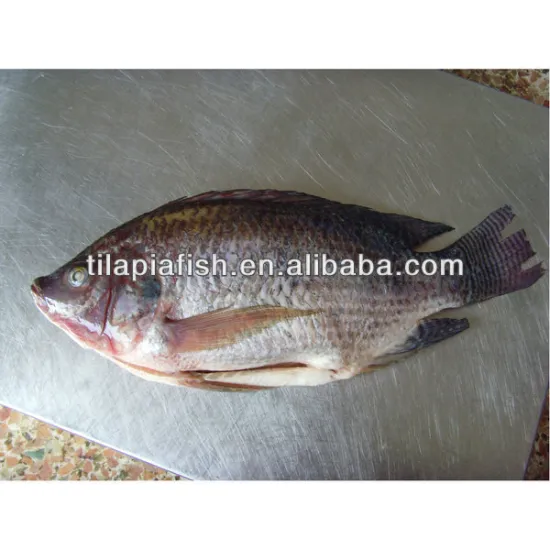 Lake farming tilapia fish for wholesale