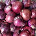 Top Quality Fresh Red Onions