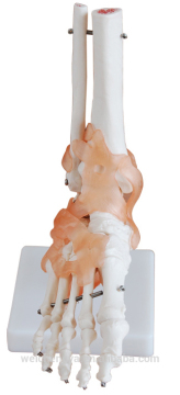 Life-Size Foot Joint Model With Ligament