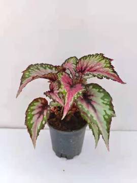 begonia 8 outdoor living plants