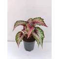 Begonia 8 plantas vivas al aire libre