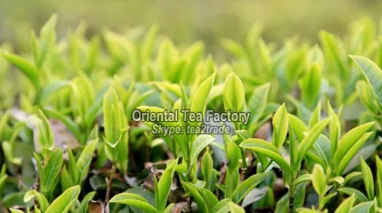 factory wholesales premium high quality long jing