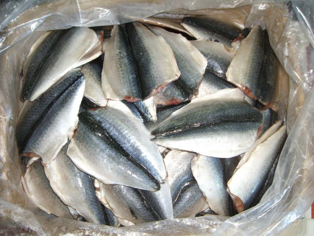 Fresh Frozen Mackerel