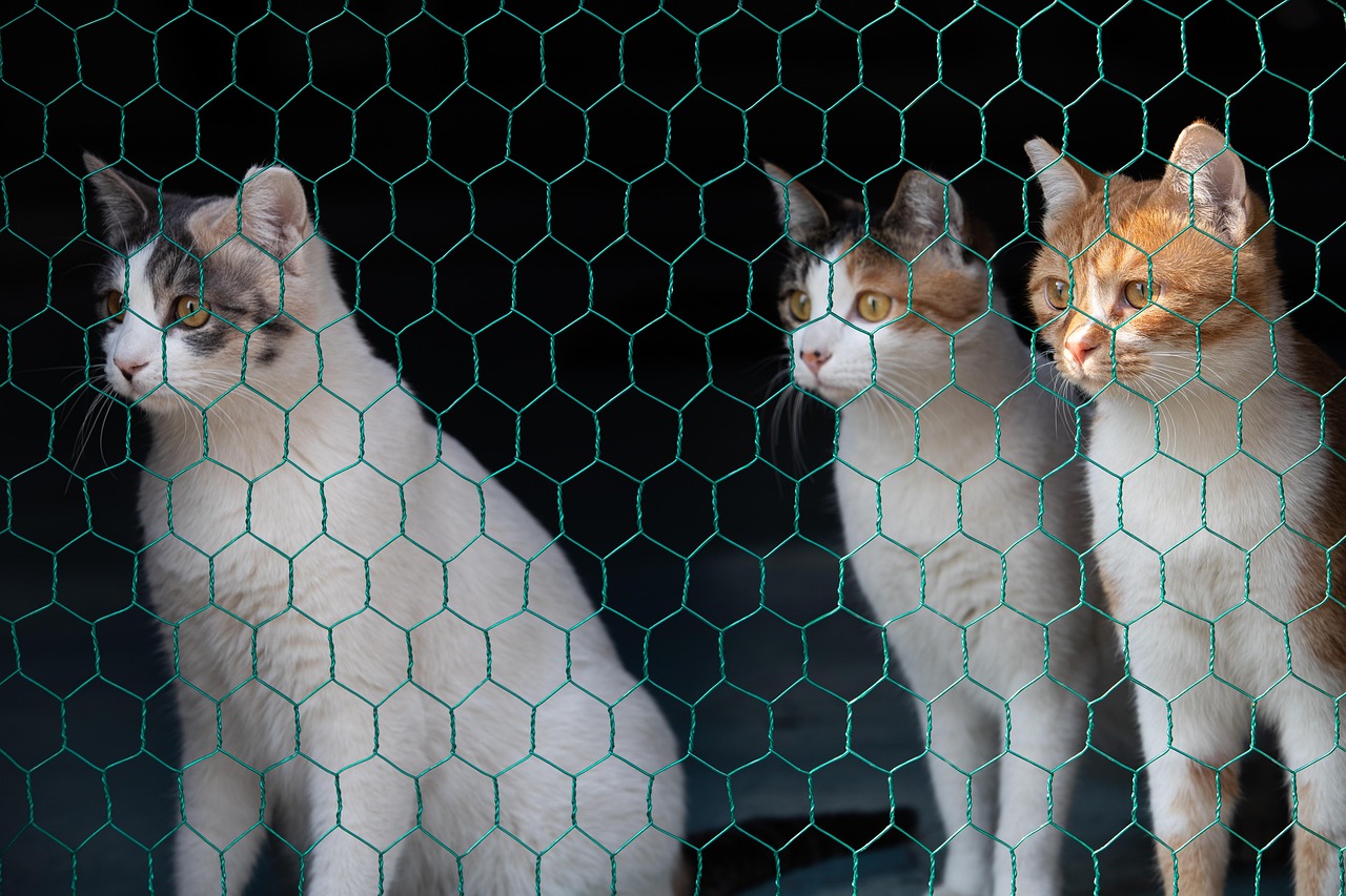 Hexagonal fence