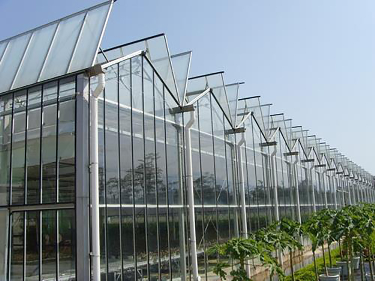 Venlo Glass Greenhouse