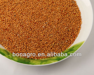 Hot selling yellow millet