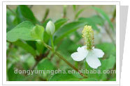 Heartleaf Houttuynia Herb P.E.