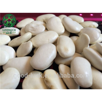 YunNan Province,Large White Kidney Beans,45,55pcs/100g