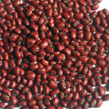 Black Soybean