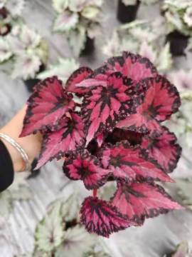 begonia 5 living plant for sale